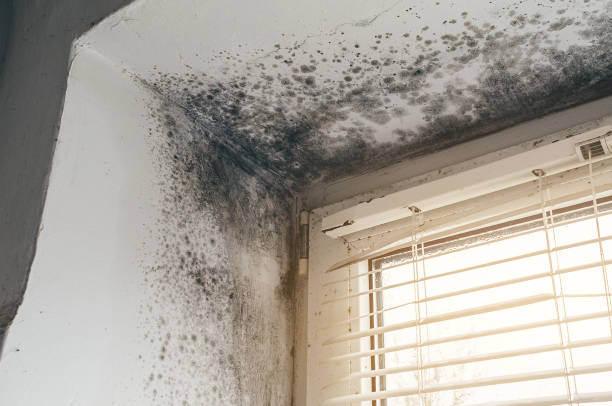 Affordable Bathroom Mold Removal solutions in Garrett Park, MD